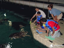 picture of staff feeding turtles at the aquarium