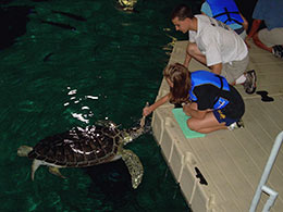 feeding turtles in the Camden Aquarium
